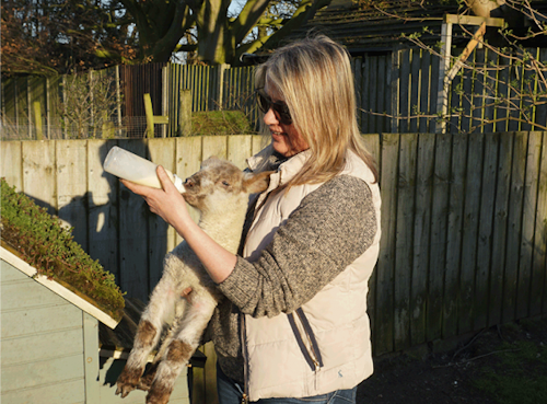 Ruth Feeding Lamb